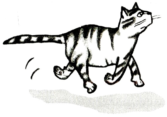 Книгаго: Я всего лишь кошка. Иллюстрация № 5