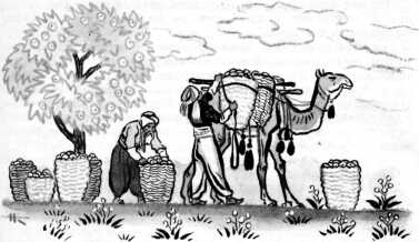 Книгаго: Курдские народные сказки. Иллюстрация № 4