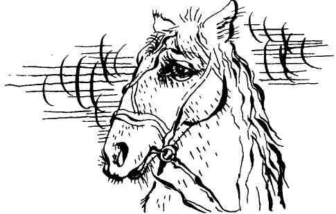 Книгаго: Рядом с зоопарком. Иллюстрация № 2