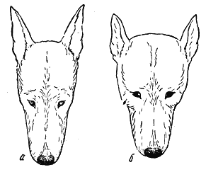 Книгаго: Справочная книга по собаководству. Иллюстрация № 2