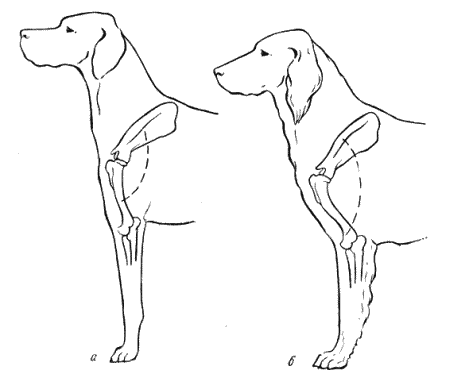 Книгаго: Справочная книга по собаководству. Иллюстрация № 5