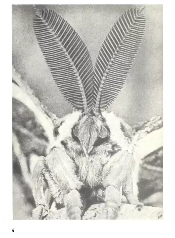 Книгаго: Мир животных. Рассказы о насекомых. Иллюстрация № 8