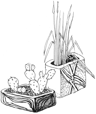 Книгаго: Энциклопедия комнатных растений. Иллюстрация № 5