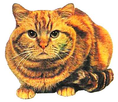 Книгаго: Кошки: мини-энциклопедия. Иллюстрация № 2