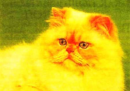 Книгаго: Кошки: мини-энциклопедия. Иллюстрация № 4