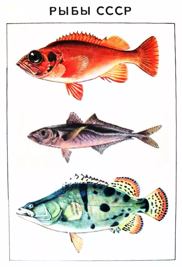 Книгаго: Рыбы СССР. Иллюстрация № 1