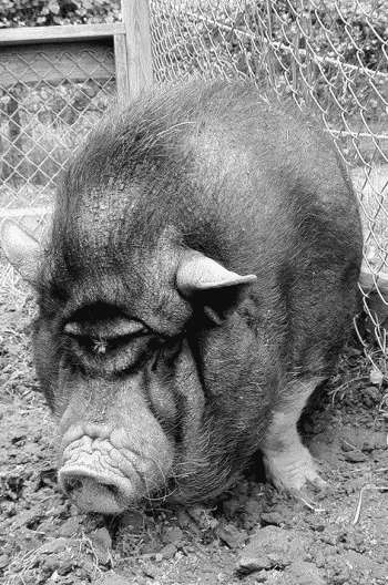 Книгаго: Болезни свиней. Иллюстрация № 1