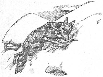 Книгаго: Белолобый. Иллюстрация № 3