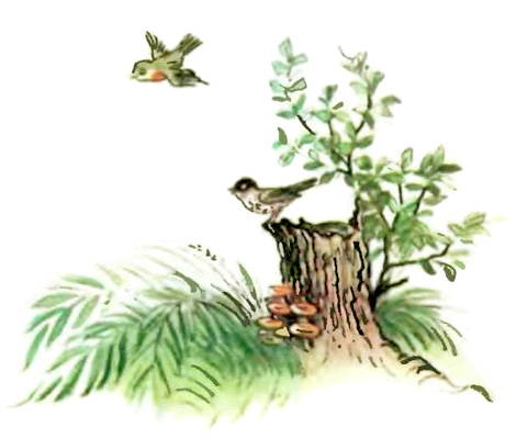 Книгаго: Лесной плакунчик (рис. Сутеева). Иллюстрация № 1