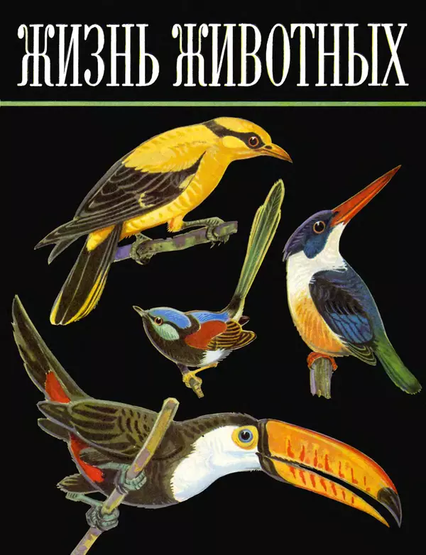 Книгаго: Жизнь животных. Том 5. Птицы. Иллюстрация № 1