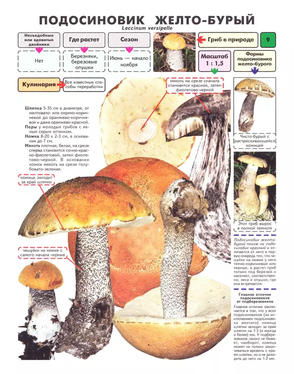 Книгаго: Самые распространенные съедобные грибы: справочник-определитель начинающего грибника. Иллюстрация № 10