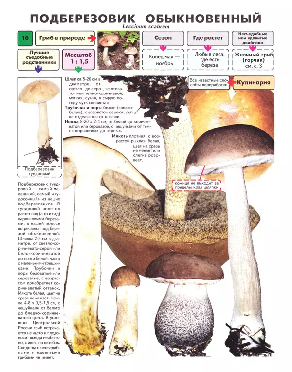 Книгаго: Самые распространенные съедобные грибы: справочник-определитель начинающего грибника. Иллюстрация № 11