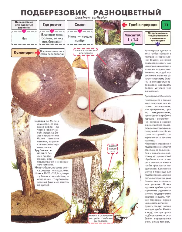 Книгаго: Самые распространенные съедобные грибы: справочник-определитель начинающего грибника. Иллюстрация № 12