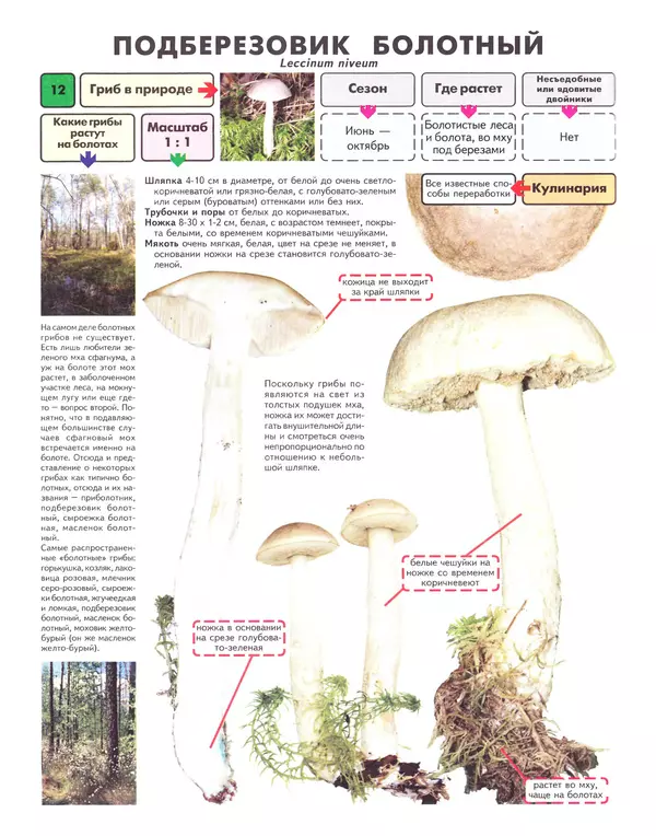 Книгаго: Самые распространенные съедобные грибы: справочник-определитель начинающего грибника. Иллюстрация № 13