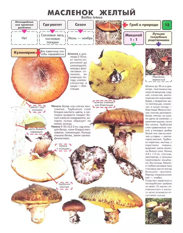 Книгаго: Самые распространенные съедобные грибы: справочник-определитель начинающего грибника. Иллюстрация № 14