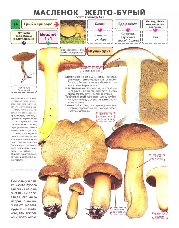 Книгаго: Самые распространенные съедобные грибы: справочник-определитель начинающего грибника. Иллюстрация № 15