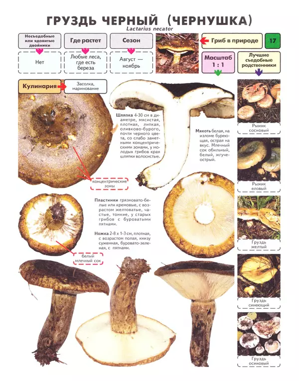 Книгаго: Самые распространенные съедобные грибы: справочник-определитель начинающего грибника. Иллюстрация № 18