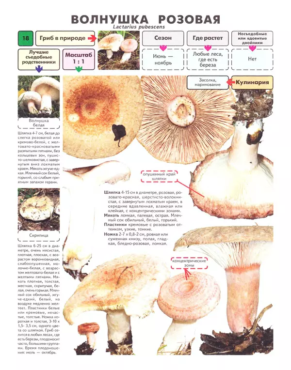 Книгаго: Самые распространенные съедобные грибы: справочник-определитель начинающего грибника. Иллюстрация № 19