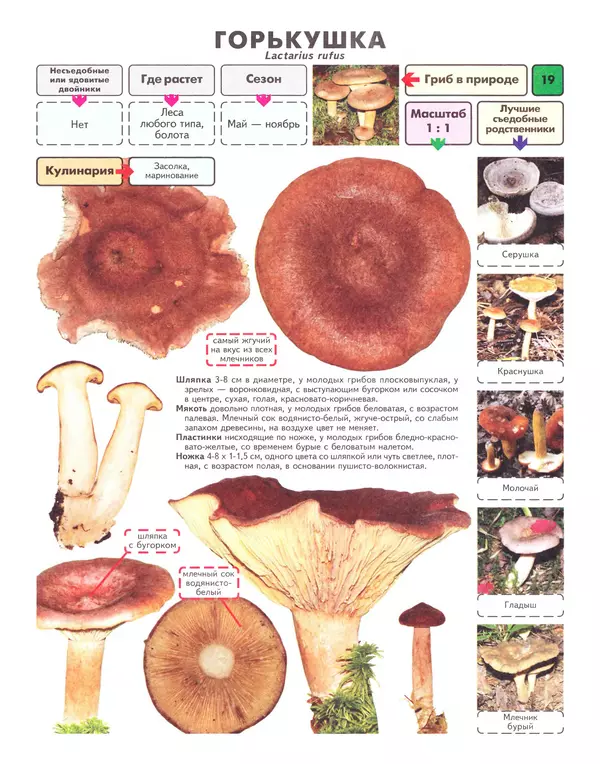 Книгаго: Самые распространенные съедобные грибы: справочник-определитель начинающего грибника. Иллюстрация № 20