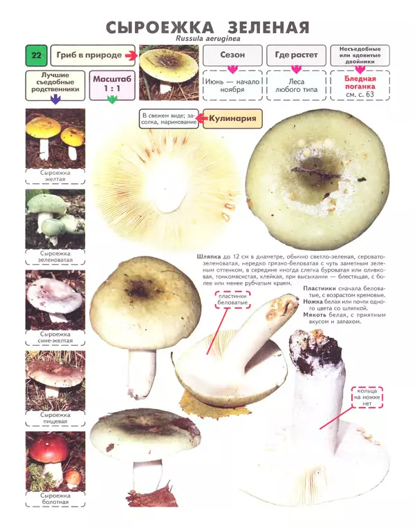 Книгаго: Самые распространенные съедобные грибы: справочник-определитель начинающего грибника. Иллюстрация № 23
