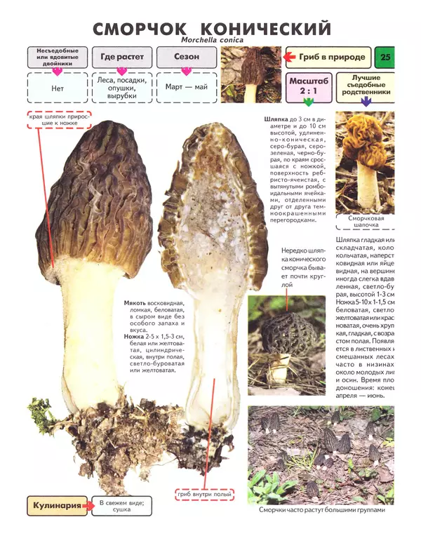 Книгаго: Самые распространенные съедобные грибы: справочник-определитель начинающего грибника. Иллюстрация № 26