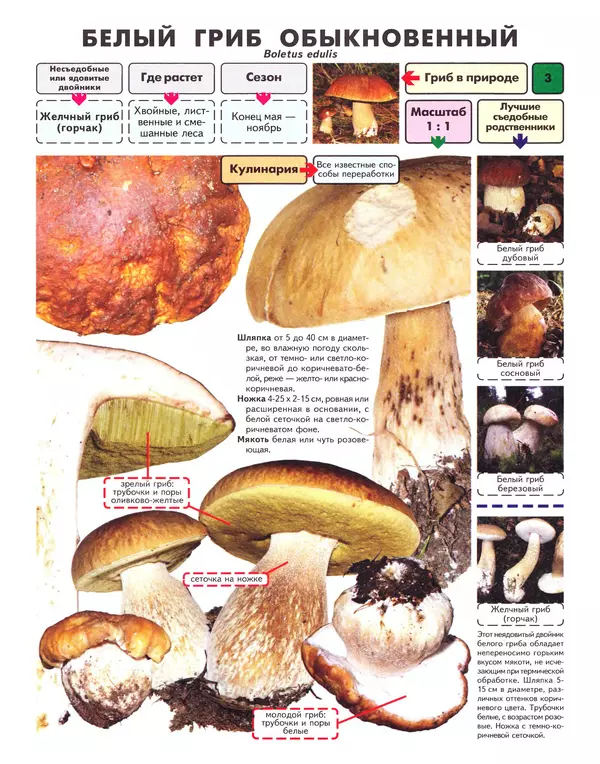 Книгаго: Самые распространенные съедобные грибы: справочник-определитель начинающего грибника. Иллюстрация № 4