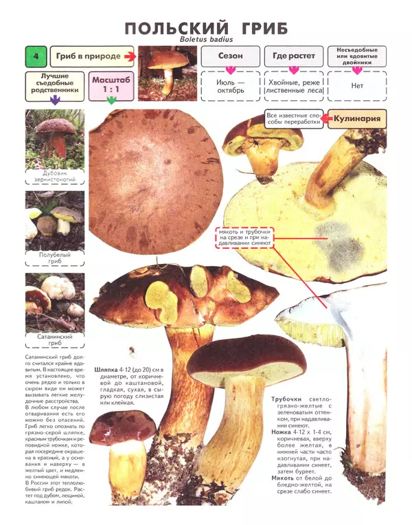 Книгаго: Самые распространенные съедобные грибы: справочник-определитель начинающего грибника. Иллюстрация № 5