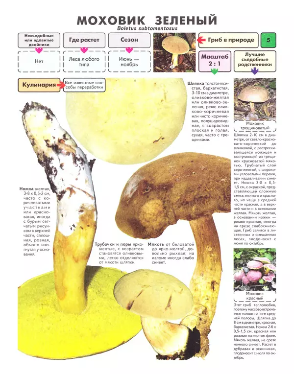 Книгаго: Самые распространенные съедобные грибы: справочник-определитель начинающего грибника. Иллюстрация № 6