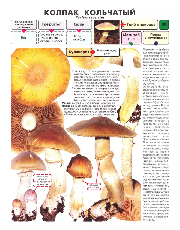 Книгаго: Самые распространенные съедобные грибы: справочник-определитель начинающего грибника. Иллюстрация № 60