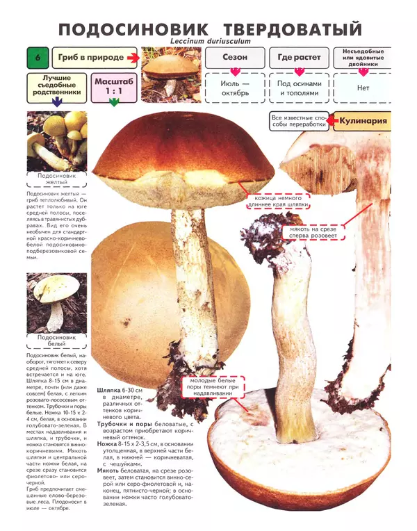 Книгаго: Самые распространенные съедобные грибы: справочник-определитель начинающего грибника. Иллюстрация № 7