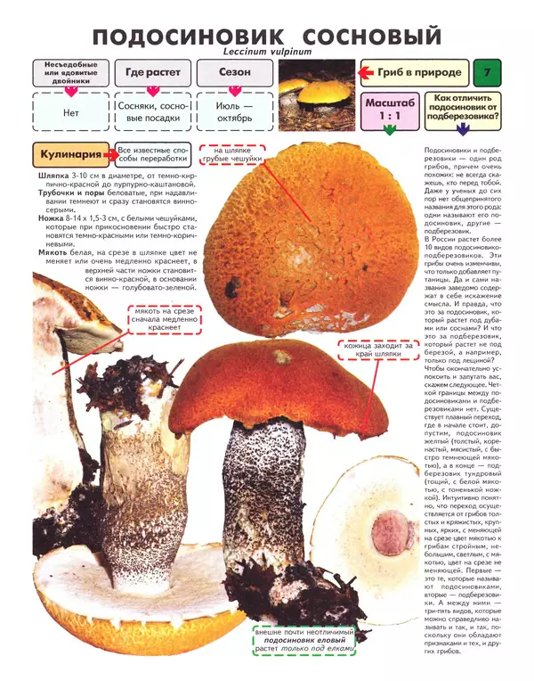 Книгаго: Самые распространенные съедобные грибы: справочник-определитель начинающего грибника. Иллюстрация № 8