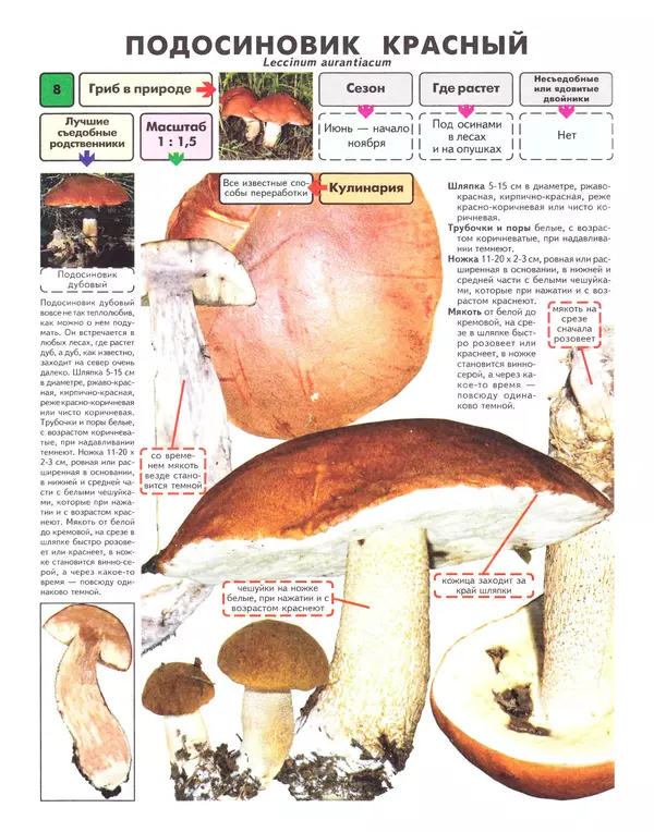Книгаго: Самые распространенные съедобные грибы: справочник-определитель начинающего грибника. Иллюстрация № 9
