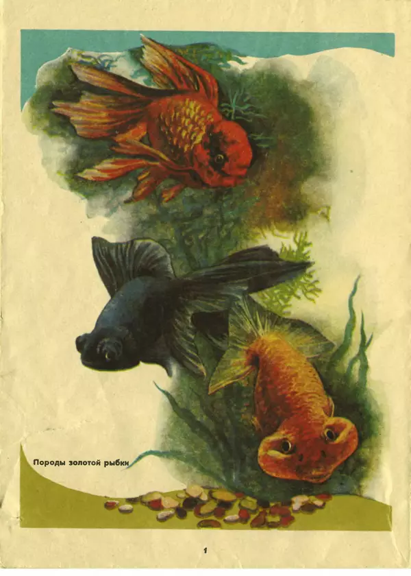 Книгаго: Ваш первый аквариум. Иллюстрация № 2