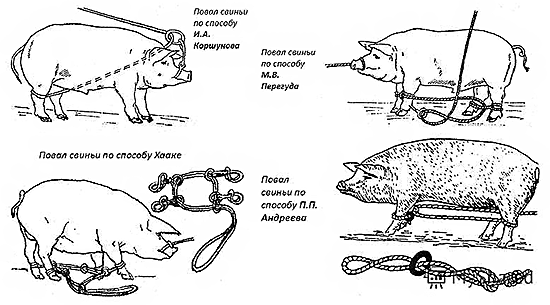 Книгаго: Как правильно зарезать свинью. Технология убоя и разделки туши. Иллюстрация № 44