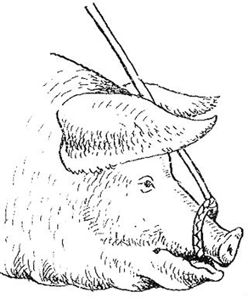Книгаго: Как правильно зарезать свинью. Технология убоя и разделки туши. Иллюстрация № 46