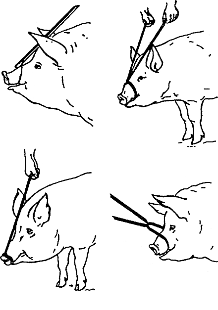 Книгаго: Как правильно зарезать свинью. Технология убоя и разделки туши. Иллюстрация № 47