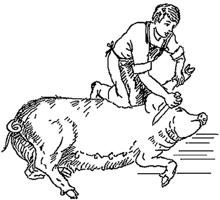 Книгаго: Как правильно зарезать свинью. Технология убоя и разделки туши. Иллюстрация № 51