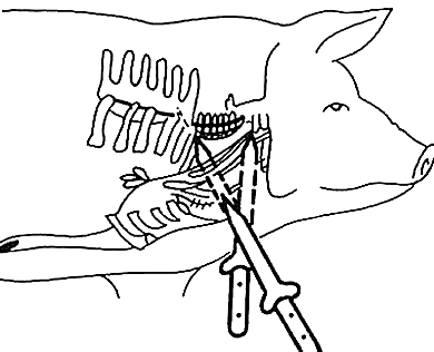 Книгаго: Как правильно зарезать свинью. Технология убоя и разделки туши. Иллюстрация № 52