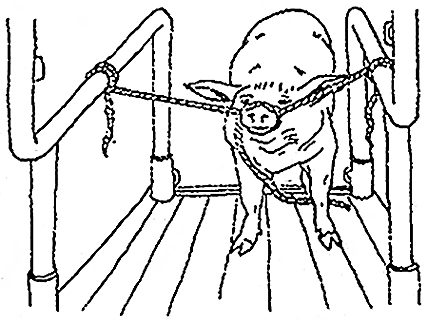 Книгаго: Как правильно зарезать свинью. Технология убоя и разделки туши. Иллюстрация № 49