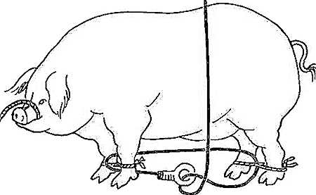 Книгаго: Как правильно зарезать свинью. Технология убоя и разделки туши. Иллюстрация № 45
