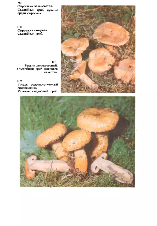 Книгаго: Съедобные и ядовитые грибы Карпат. Справочник. Иллюстрация № 271