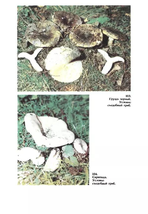 Книгаго: Съедобные и ядовитые грибы Карпат. Справочник. Иллюстрация № 272