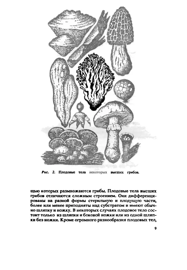 Книгаго: Съедобные и ядовитые грибы Карпат. Справочник. Иллюстрация № 9