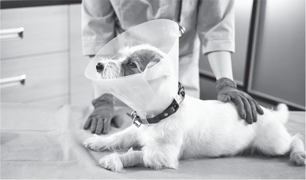 Книгаго: Скорый ветеринарный лечебник. Полный справочник по диагностике и лечению собак и кошек. Иллюстрация № 10