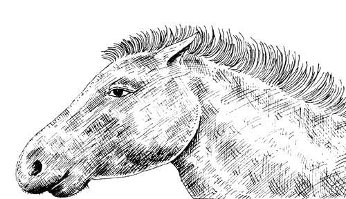 Книгаго: История лошади в истории человечества . Иллюстрация № 2