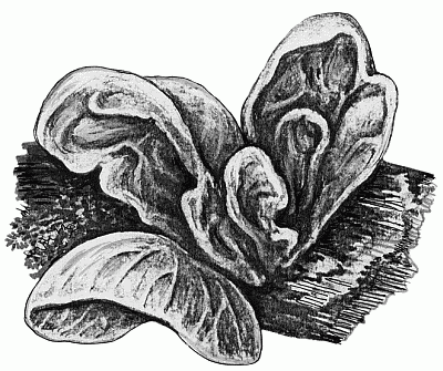 Книгаго: Выращивание грибов. Иллюстрация № 1