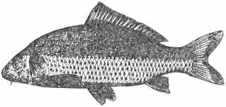 Книгаго: Рыбы России. Том второй. Иллюстрация № 1